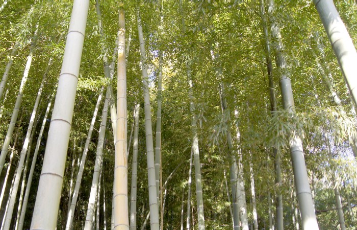 月読神社　竹林